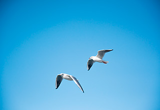 Två fiskmåsar flyger mot blå himmel. 